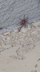 Cicurina
