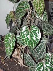 Piper crocatum