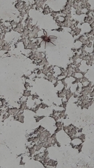 Cicurina