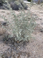 Artemisia ludoviciana