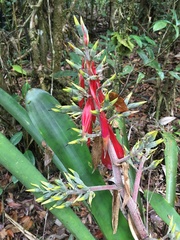 Aechmea costantinii