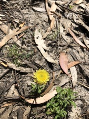 Coronidium scorpioides