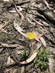 Coronidium scorpioides