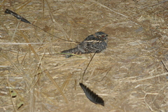 Caprimulgus longipennis