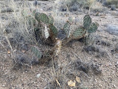 Opuntia gilvescens