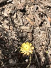 Coronidium scorpioides