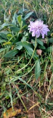 Knautia arvensis