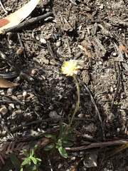 Coronidium scorpioides