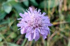 Knautia arvensis