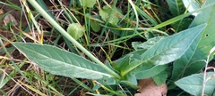 Knautia arvensis