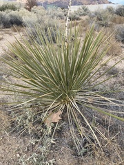 Yucca