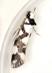 Machetis aphrobola