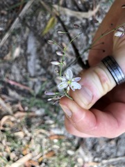 Arthropodium milleflorum