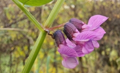 Vicia sepium