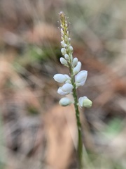 Polygala boykinii