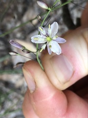 Arthropodium milleflorum