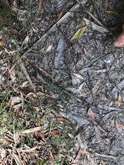 Arthropodium milleflorum