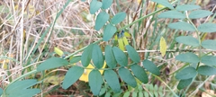 Vicia sepium