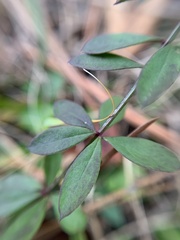 Polygala boykinii