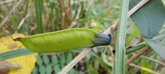 Vicia sepium