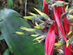 Aechmea costantinii