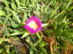 Carpobrotus chilensis