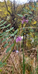 Vicia sepium