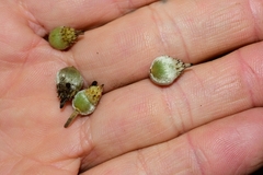 Atherosperma moschatum