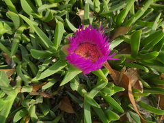 Carpobrotus chilensis