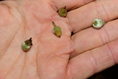 Atherosperma moschatum