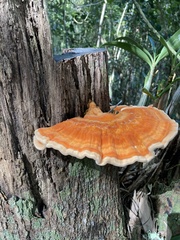 Laetiporus versisporus