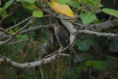 Accipiter tachiro
