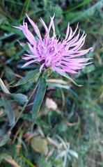 Centaurea jacea