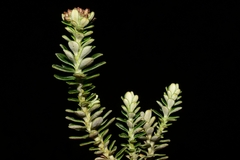 Ozothamnus rodwayi