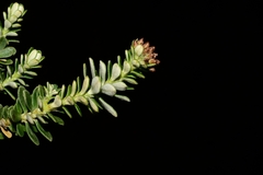Ozothamnus rodwayi