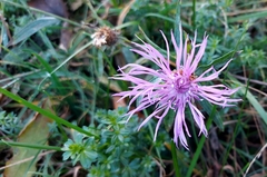 Centaurea jacea