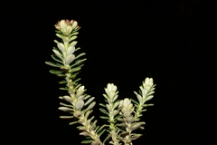 Ozothamnus rodwayi
