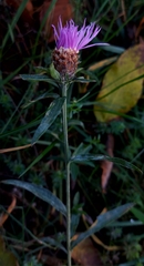 Centaurea jacea