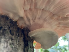 Laetiporus versisporus