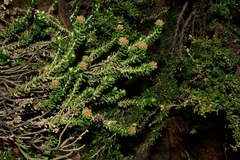 Ozothamnus rodwayi