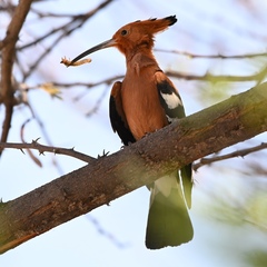 Upupa epops africana