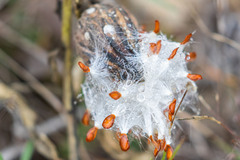 Asclepias asperula