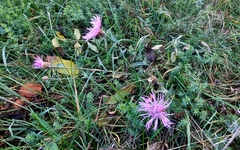 Centaurea jacea