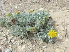 Berkheya cuneata
