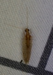 Hemerobius