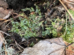 Pallavicinia lyellii