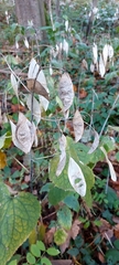 Lunaria rediviva