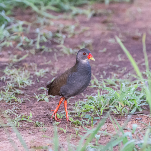 Paint-billed Crake