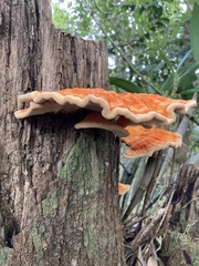 Laetiporus versisporus