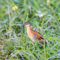 Hapalocrex flaviventer